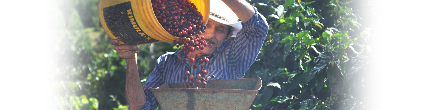 coffee farming